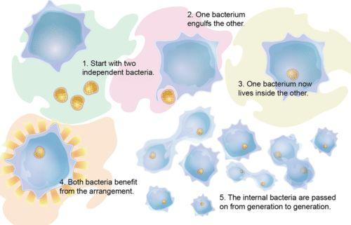 Evolution of Eukaryotes Eukaryotes evolved about 2 billion years ago Endosymbiotic theory: Large cells ate smaller cells These small cells lived within the large cells