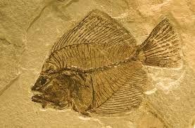 Dating Fossils Absolute Dating- Gives an approximate age of the fossil (in years).