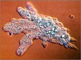Phylum Sarcodina (Sarcodines) Also called amoebae Move by extensions of their cytoplasm called