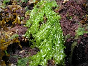 Phylum Chlorophyta (Green algae) closest group to land