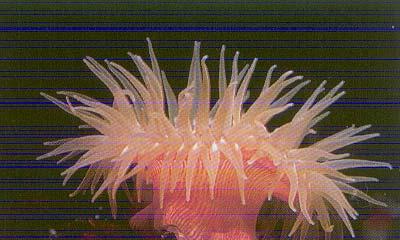 An anemone is a cnidarian, a simple animal consisting of an open gut surrounded by tentacles -