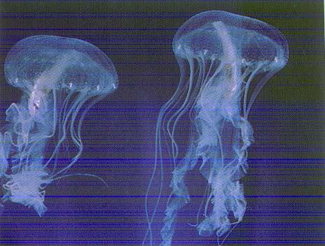 Jellyfish, a cnidarian,