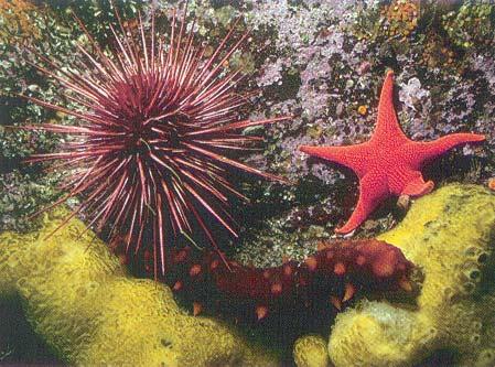 sea urchin sea