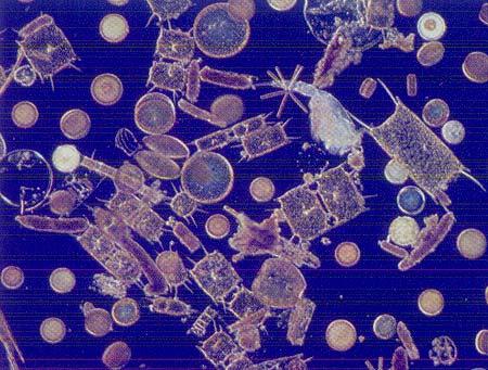 whereas microscopic unicellular plants (diatoms,