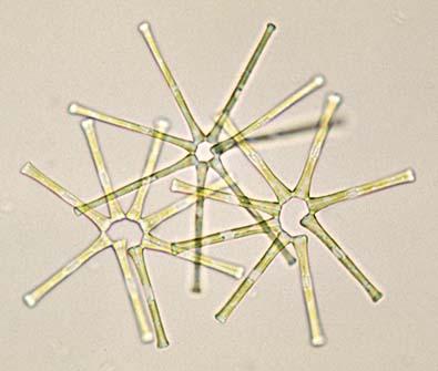 Diatoms Are Important Producers Diatoms: : phylum Bacillariophyta Some of the most intricately patterned creatures