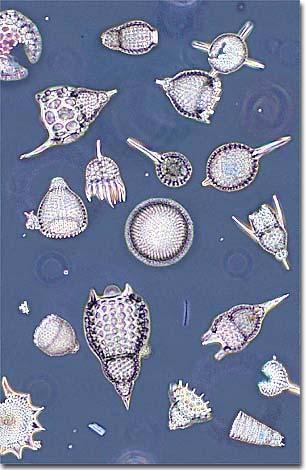 Sarcodines Radiolarians: : shell-bearing marine sarcodine. Silica shell, or test.