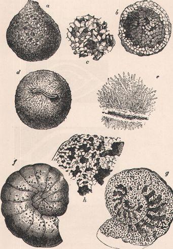 Sarcodines Foraminifera: : shell-bearing marine sarcodine (Fig. 19.6, p. 578). Calcium carbonate shell.