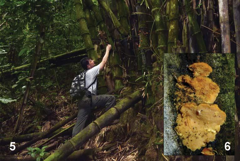214 DISNEY & ŠEVČÍK: A new fungus breeding Megaselia from Indonesia (Phoridae) wide as diameter of postpedicel and the width of the combined labella as wide or slightly wider than labrum.