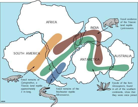 C. Evidence from Fossils 1. Land animals a.