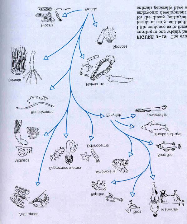 The evolutionary tree the way it s usually taught in