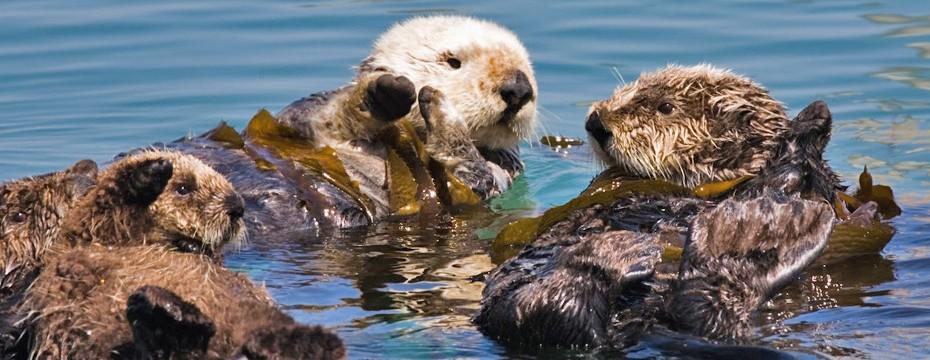 Keystone Species A keystone species is a single species that is vital to ecosystem stability. In the kelp forests on the Pacific Coast, sea otters prey on sea urchins. Urchins eat the kelp.