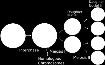 Genetics 3.3- Meiosis Essential idea: Alleles segregate during meiosis allowing new combinations to be formed by the fusion of gametes.