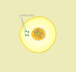 Interphase I Chromatin replicates Centrioles replicate(2