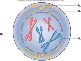 Prophase I Homologous chromosomes undergo synapsis (pair