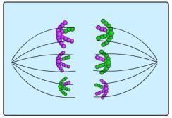Metaphase I Tetrads held together at chiasmata are