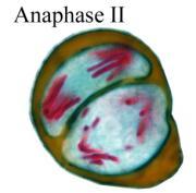 Telophase II and cytokinesis Nuclei form at opposite poles There are four haploid cells.