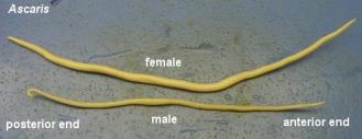discovered in the roundworm