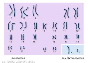 located on chromosomes (supercoiled DNA) Humans have 46, or 23 homologous pairs Half
