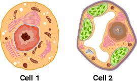90. Two cells are shown below. Each cell is from a different kingdom. 91. The diagram below shows the initiation complex that is formed at the beginning of protein synthesis.