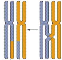 Meiosis I Crossing Over nonsister chromatids of homologous chromosomes