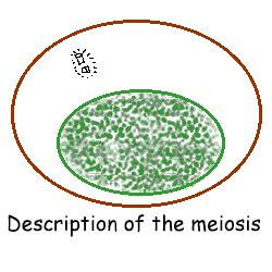 Meiosis Meiosis occurs in two separate divisions, meiosis I and meiosis II.
