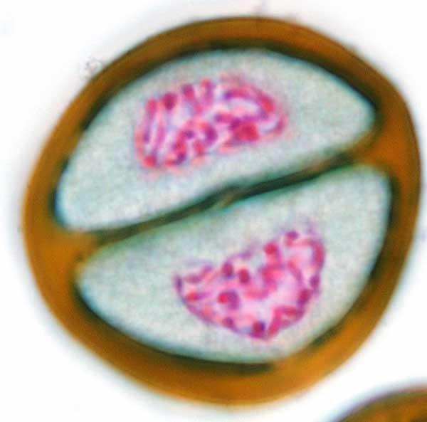 Meiosis II After meiosis I there are daughter cells with the number of chromosomes as