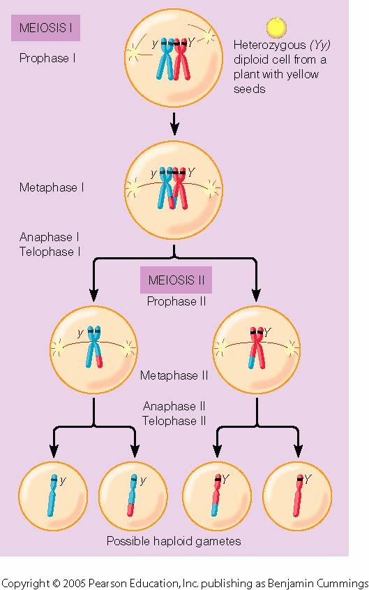 Review of Meiosis Makes haploid cells