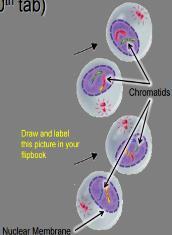 Telophase II & Cytokinesis Telophase II the creates a permanent nucleus around the