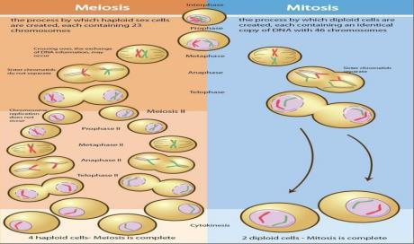 Mitosis Meiosis Number of Starting 1 Diploid cell 1 Diploid cell Number of ending 2