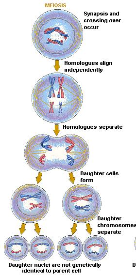Sexual Reproduction A diploid (2n) cell divides twice Produces four different haploid gametes (n) with half the original chromosomes