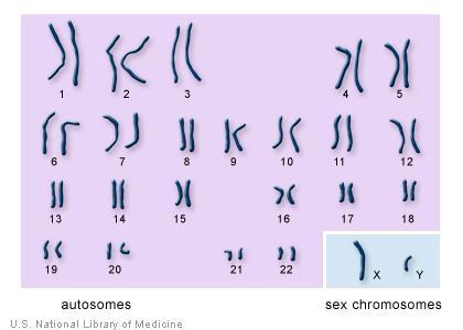 Recall that DNA is condensed into chromosomes Humans have a total of 46 chromosomes per cell (23 pairs) 22 of these pairs are autosomes
