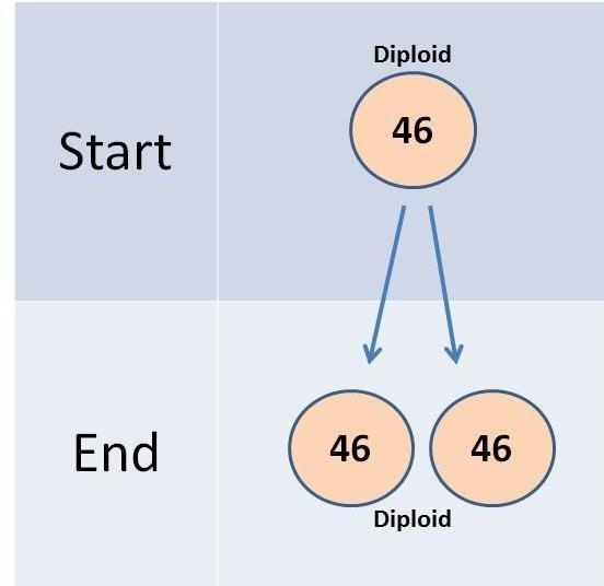 The cells produced in Mitosis are said to be diploid