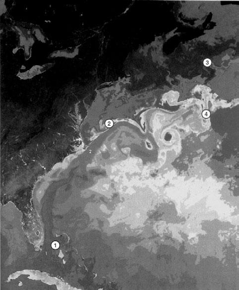 Mid-Ocean Eddies The Gulf Stream and the Kuroshio spin off long-lived eddies via baroclinic and barotropic instabilities.