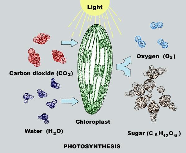 Photosynthesis This transformation of light
