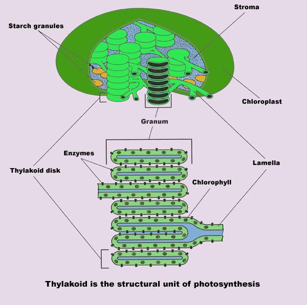 Photosynthesis Consists of a photosynthetic