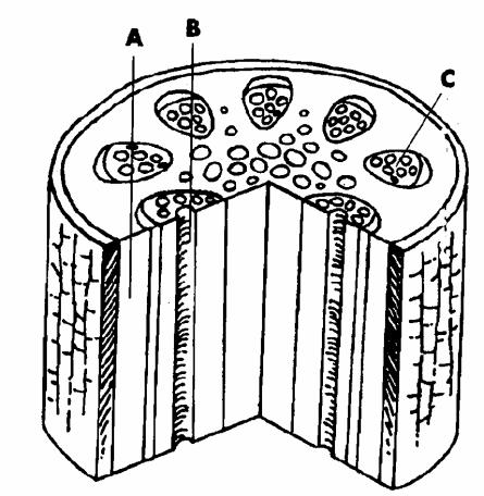 10. Refer to the illustration above. The structure labeled D is a. a companion cell. c. the nucleus of a companion cell. b. an epidermal cell. d. the chloroplast of an epidermal cell. 11.