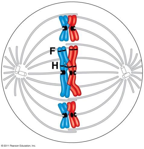 Meiosis I (1 st division) Interphase: (same as mitosis) Prophase I: Synapsis: homologous chromosomes (Sisters)