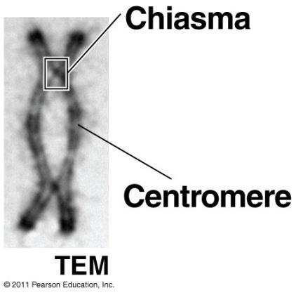 Pairs of homologous chromosomes separate A(tetrads)- homolog sisters separate (Sister chromatids still attached
