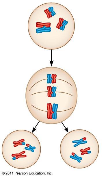 Events Unique to Meiosis I (not in mitosis) 1. Prophase I: Synapsis and crossing over 2.