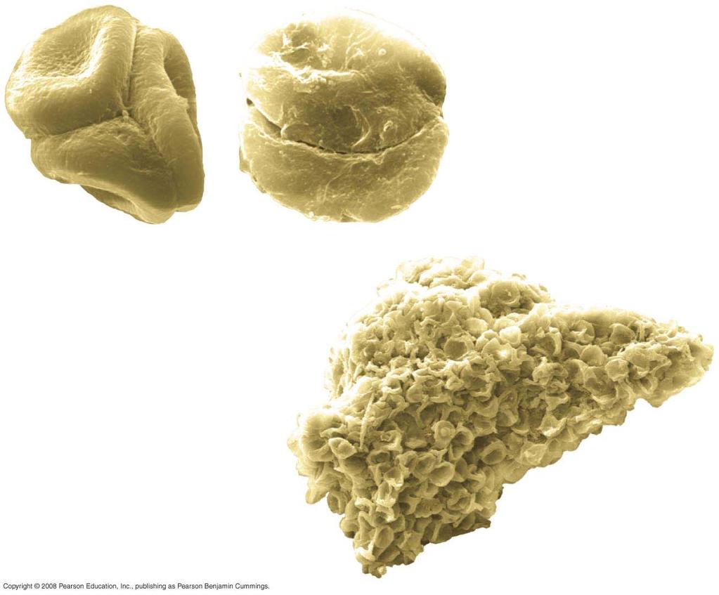 Fig. 29-6 (a) Fossilized spores
