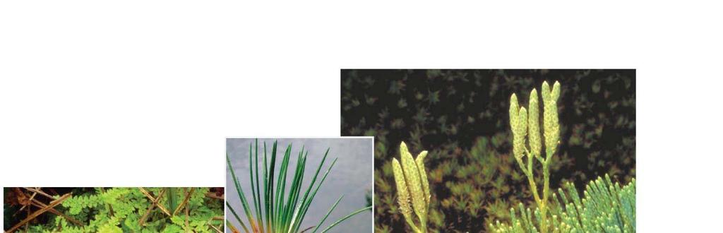 Fig. 29-15a Lycophytes (Phylum Lycophyta) 2.