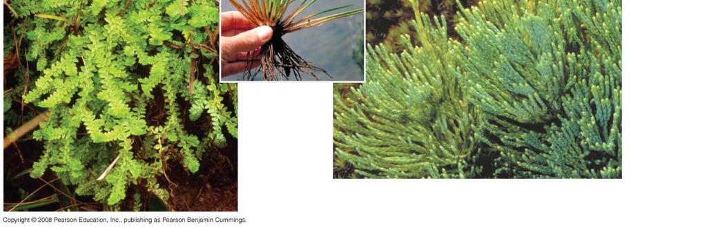 gunnii, a quillwort Strobili (clusters of