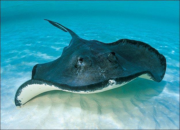 Which of the following best describes how stingrays compare to their ancient ancestors? A.