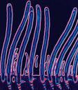 Cilia are short, hair-like projections out of the plasma membrane. Used for locomotion in unicellular organisms. They are also found in multicellular organisms. Ex.