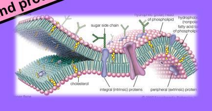 Membrane Bound Organelles Bacteria Fungi Multi-Cellular Smaller
