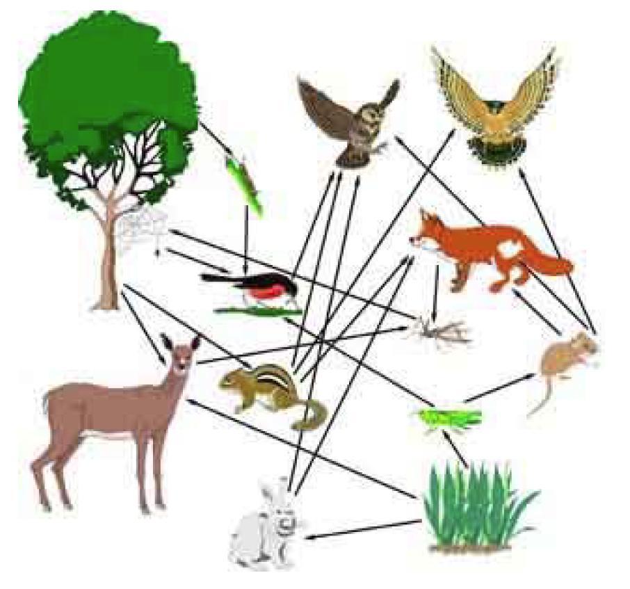 more complex network food web D E F G H What is the probability P