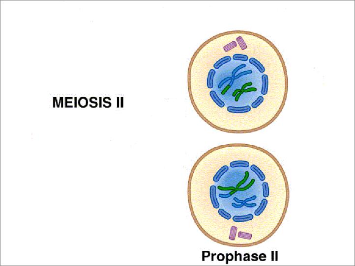 Stages of Meiosis Meiosis II Prophase II spindle fibers reform