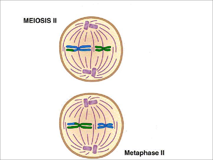 Stages of Meiosis - Metaphase II spindle fibers attach to centromeres