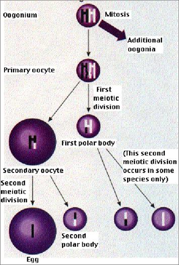 The primary oocyte and polar body undergo meiosis II to form one secondary oocyte and three polar bodies.