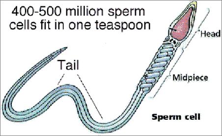 Sperm Small numerous motile cap called an
